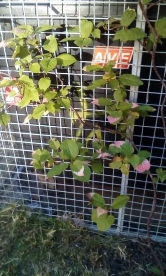 Actinidia kolomikta 13