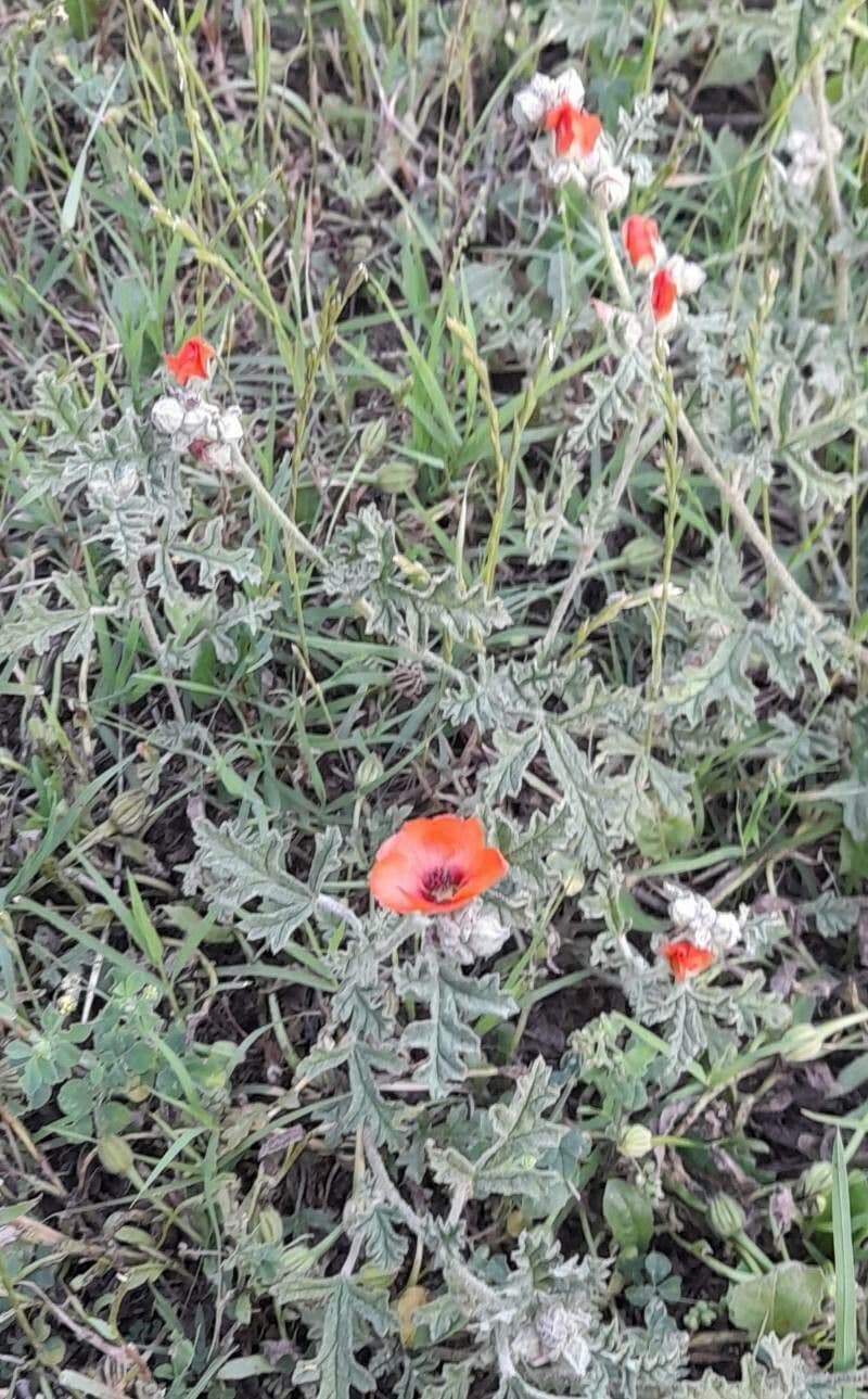 Sphaeralcea australe 5