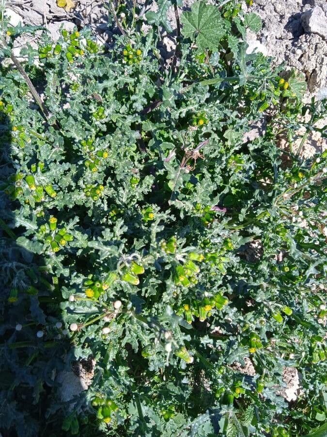 Senecione comune 26