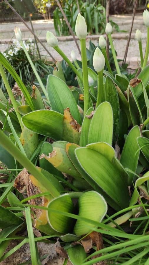 Haemanthus 8