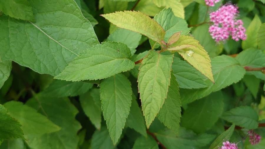 Spirea del Giappone 19