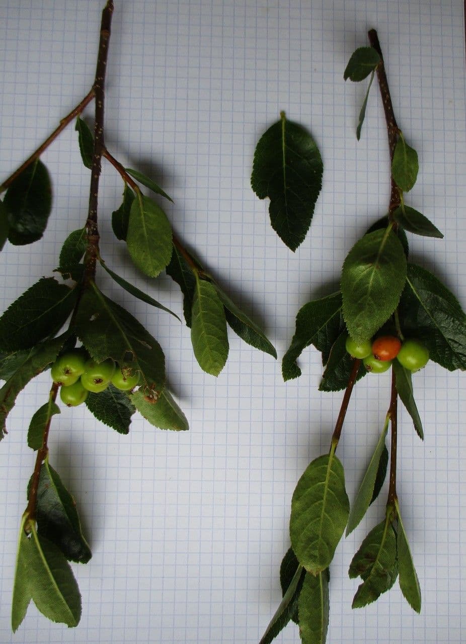 Cotonéaster alpin 27