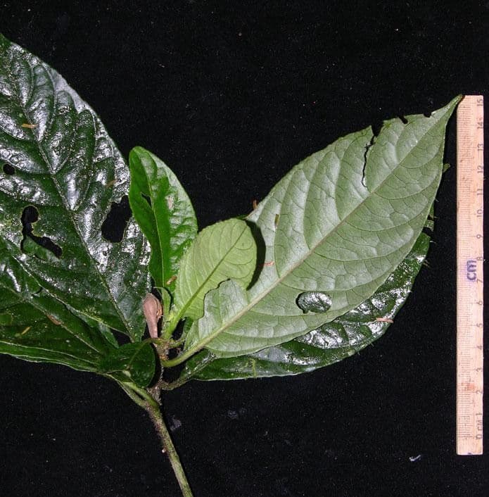 Ruellia 6
