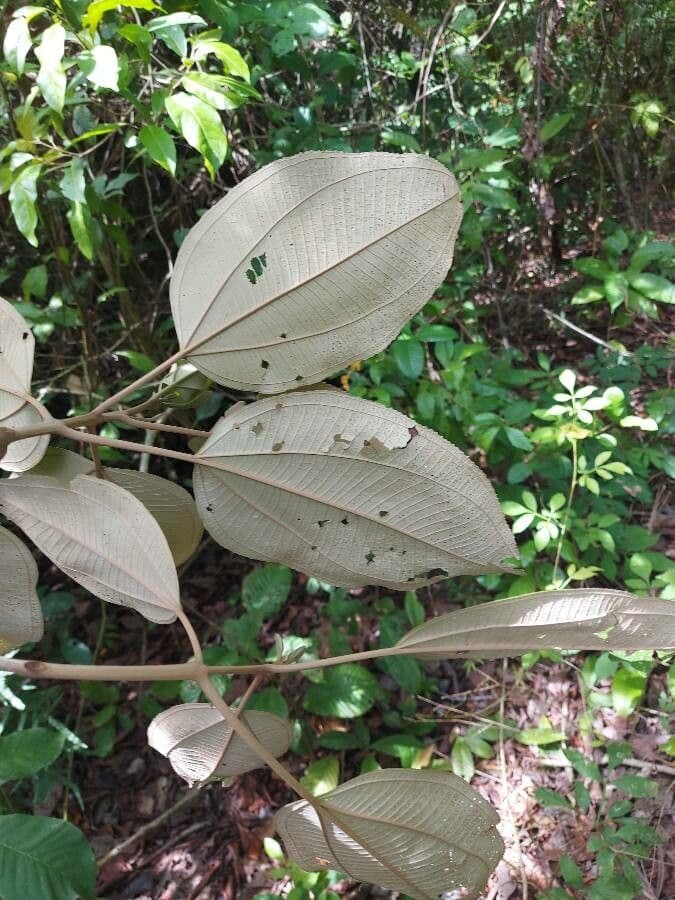 Miconia 8