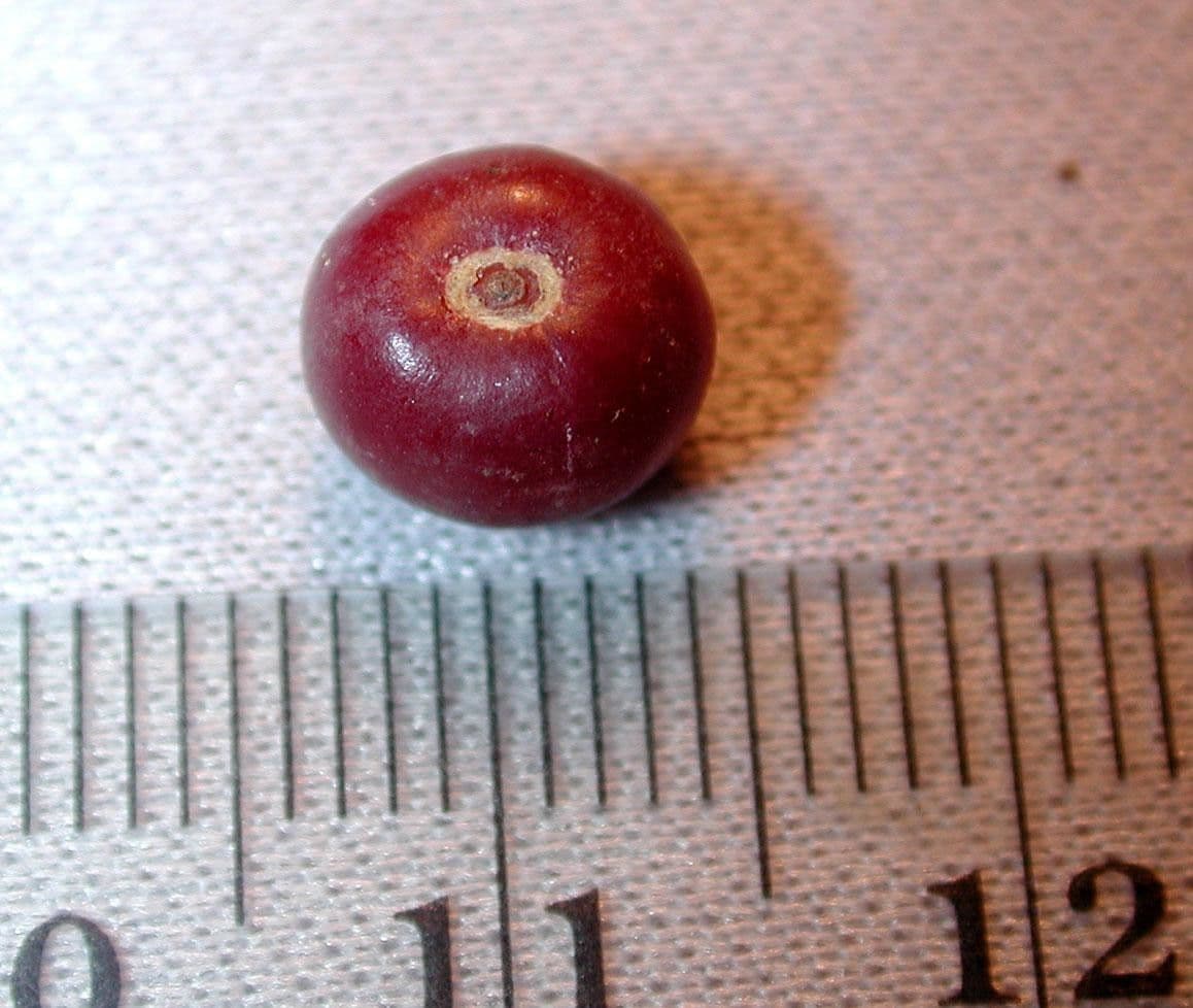 Psychotria 13