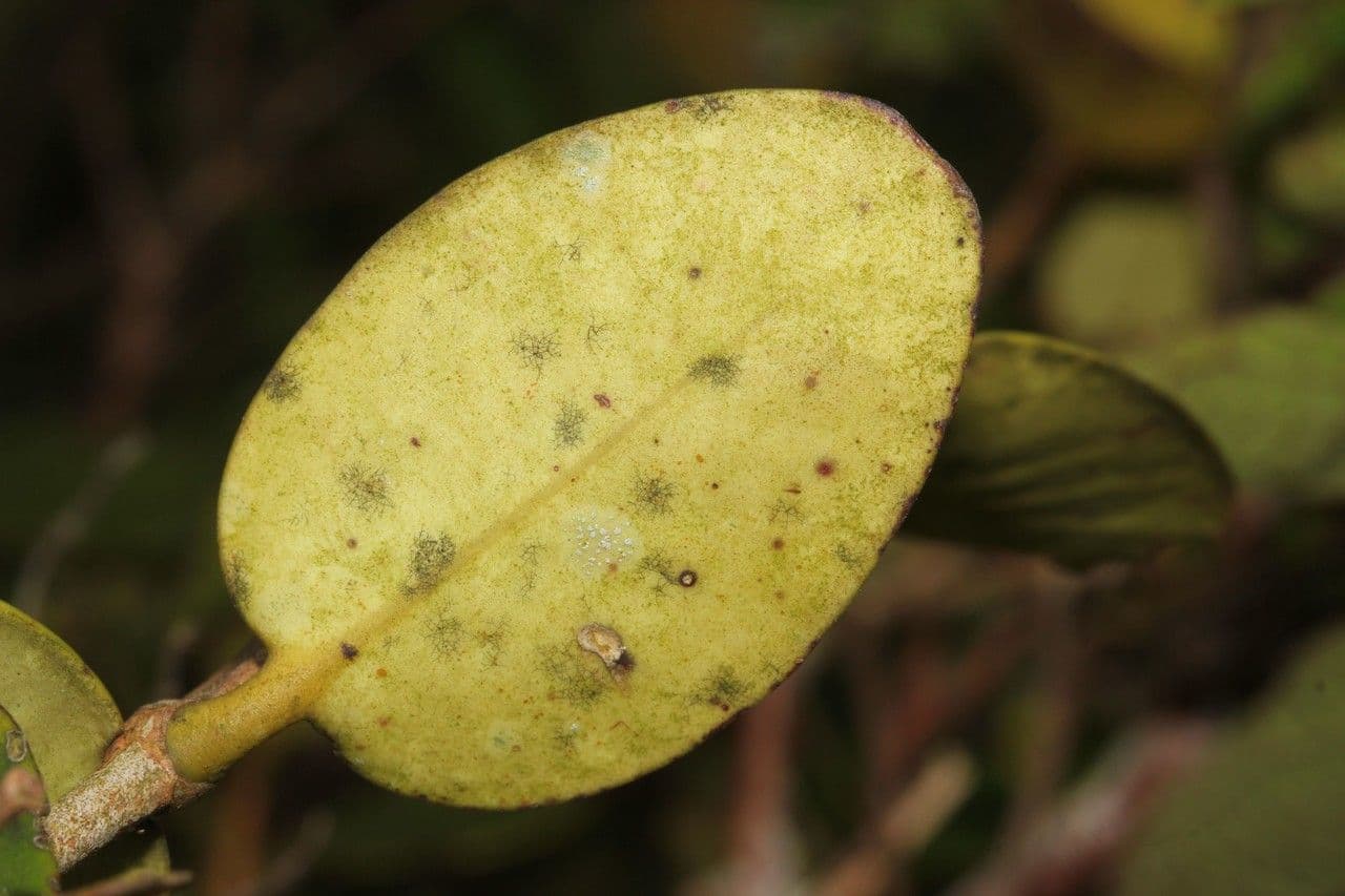 Eugenia 9