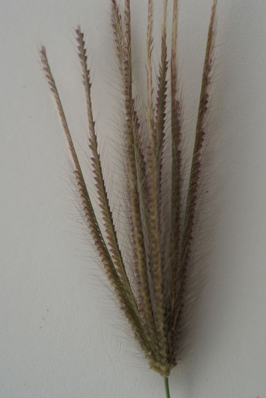Chloris barbata 2