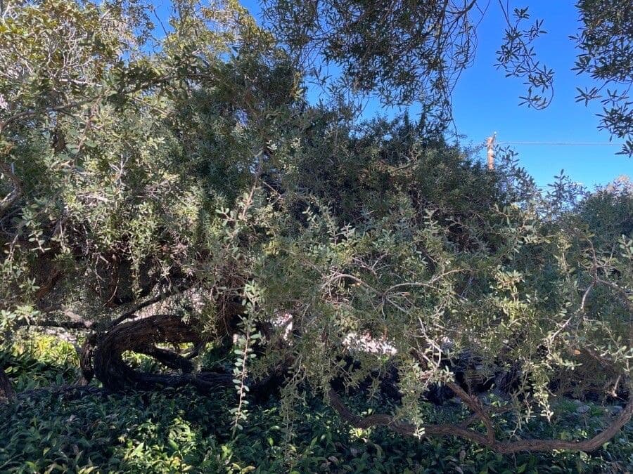 Leptospermum laevigatum 10