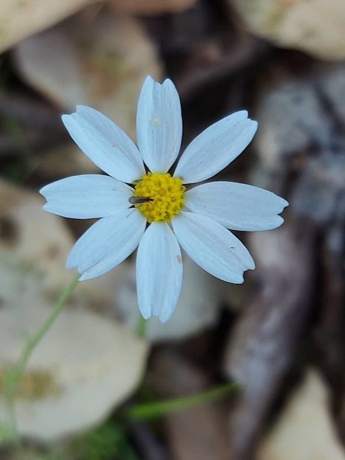 Sterndaisy 2