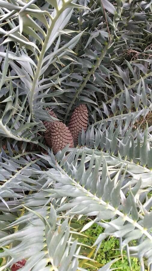 Encephalartos 4