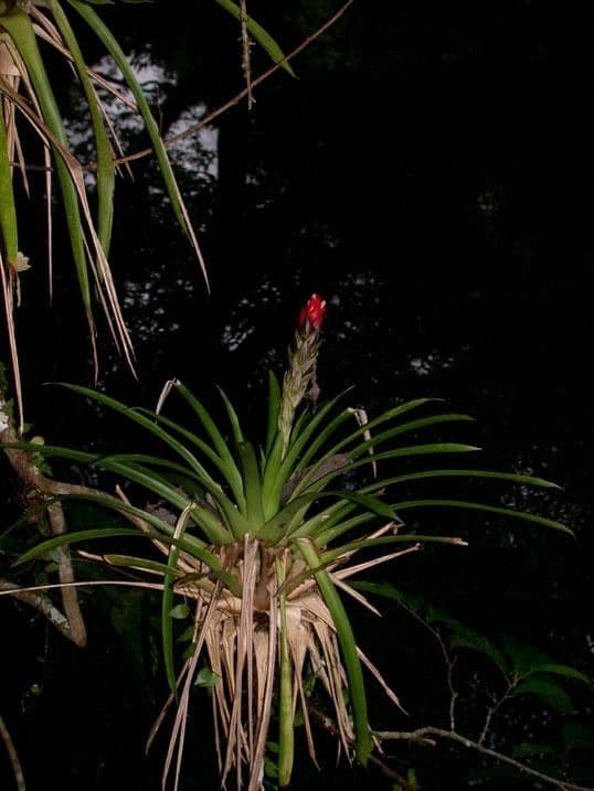 Guzmania monostachia 26