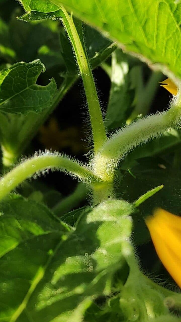 Chrysogonum 16