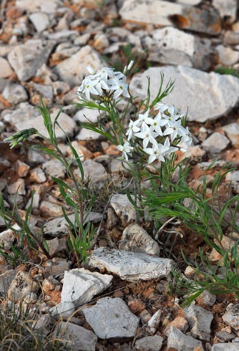 Amsonia 2