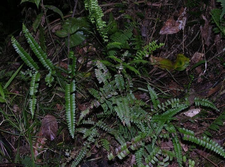 Lindsaea