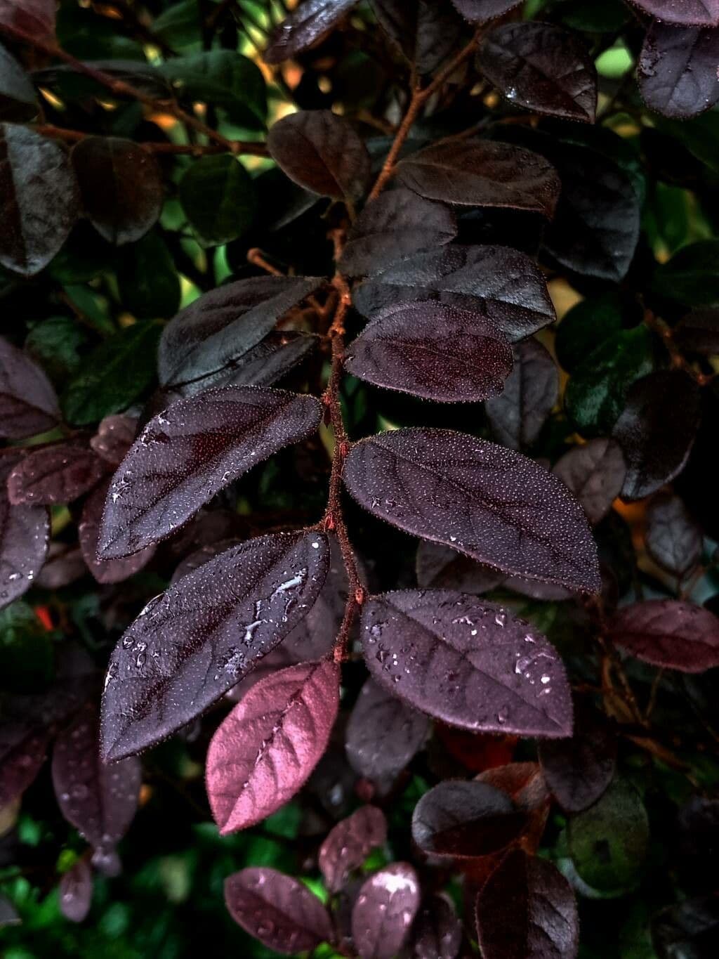 Loropetalum cinese 20