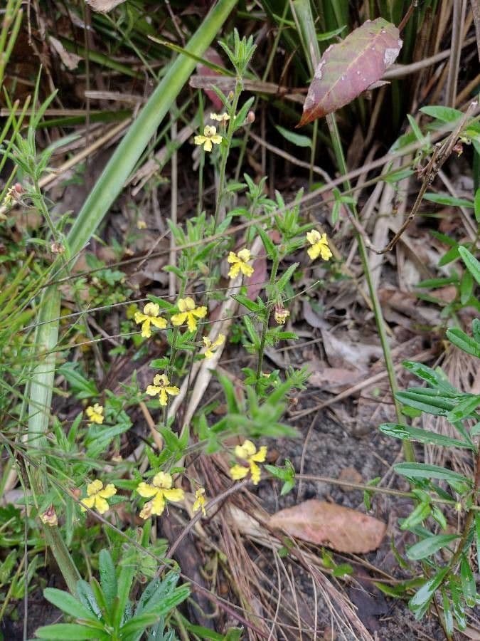 Goodenia 5
