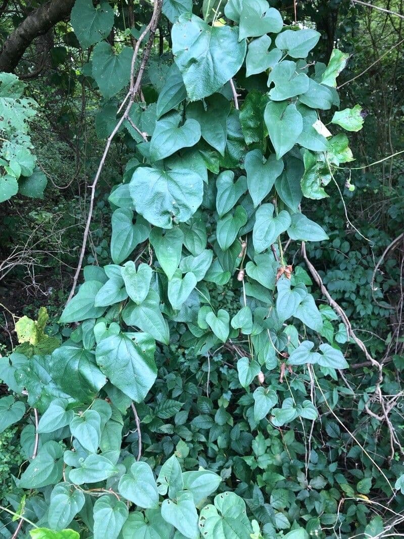 Yzom 7