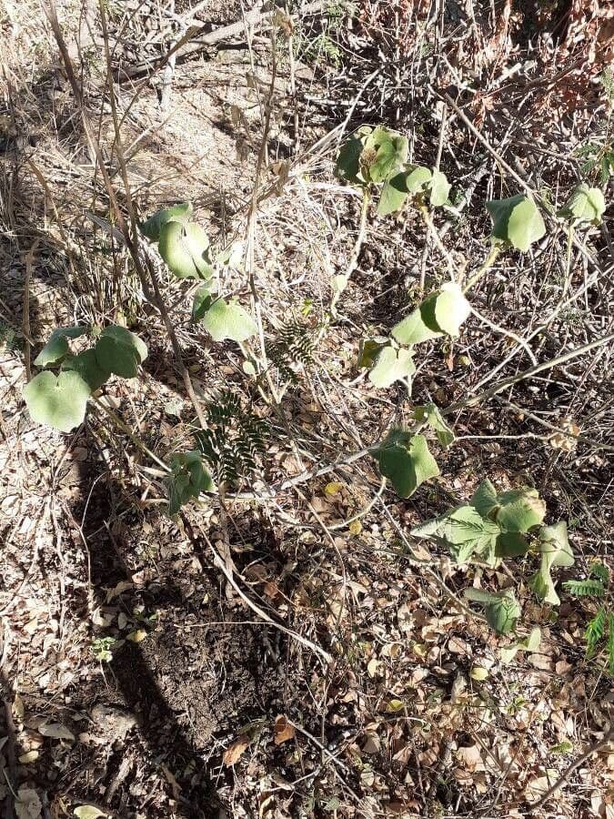 Abutilon 10