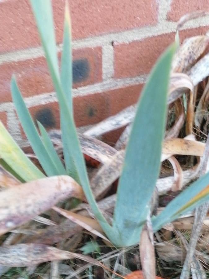 Zwerg-Schwertlilie 14