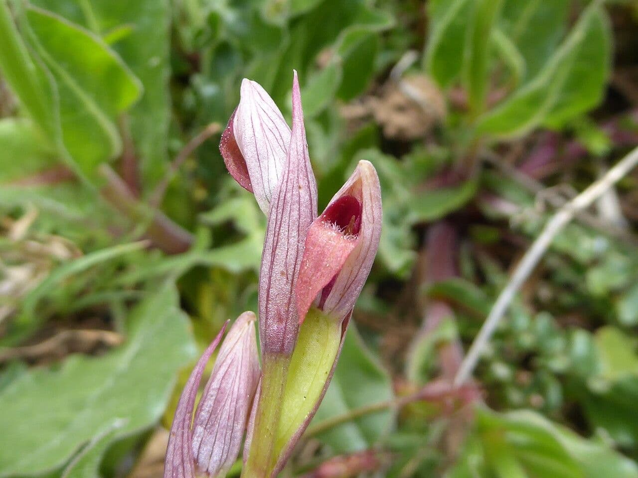 Serapias parviflora 8
