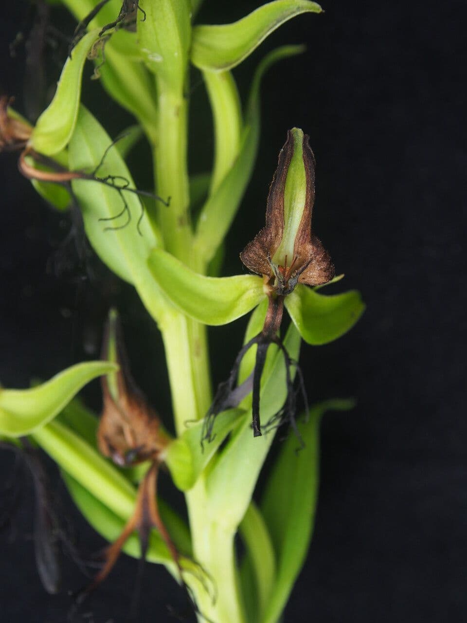 Habenaria 4