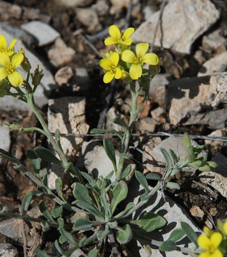 Fendler's bladderpod 10