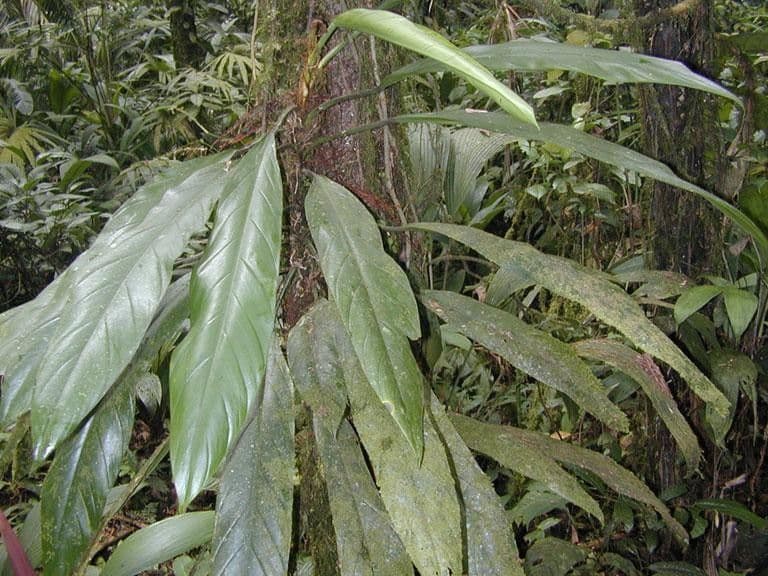 Philodendron