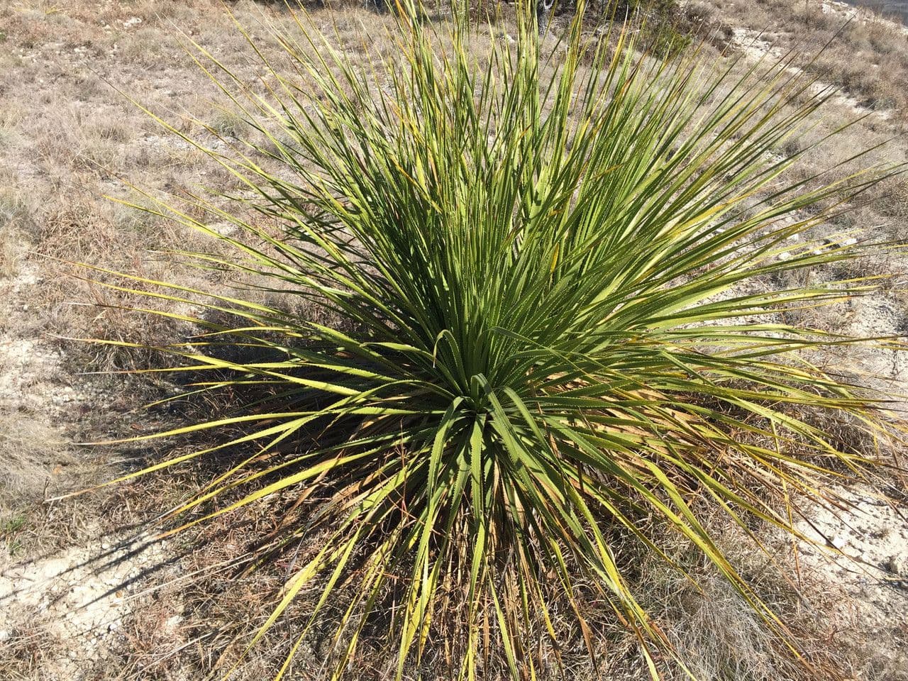 Texas-Sotol 2