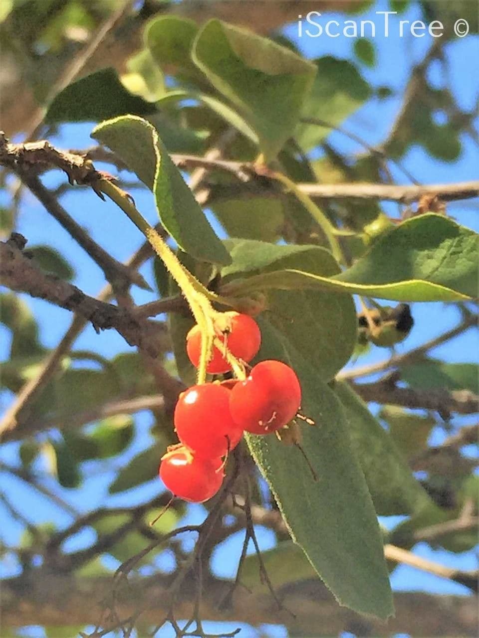 Ehretia