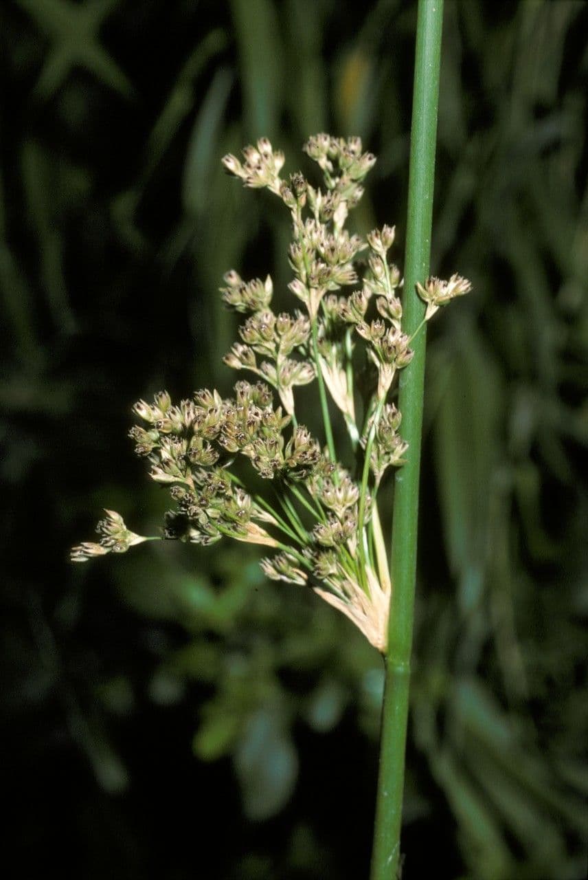 Giunco alto