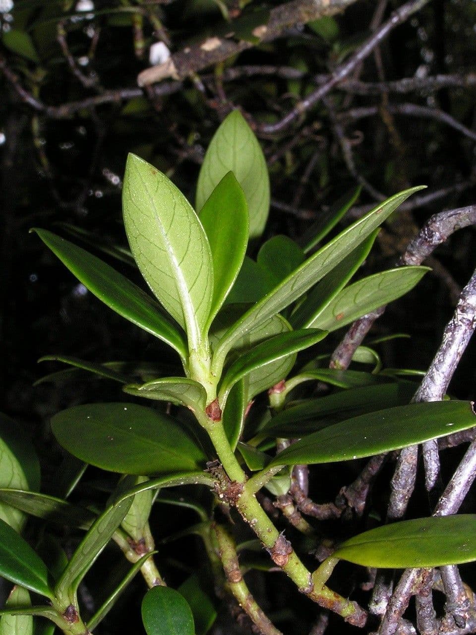 Psicotria pseudomicrodafne 6