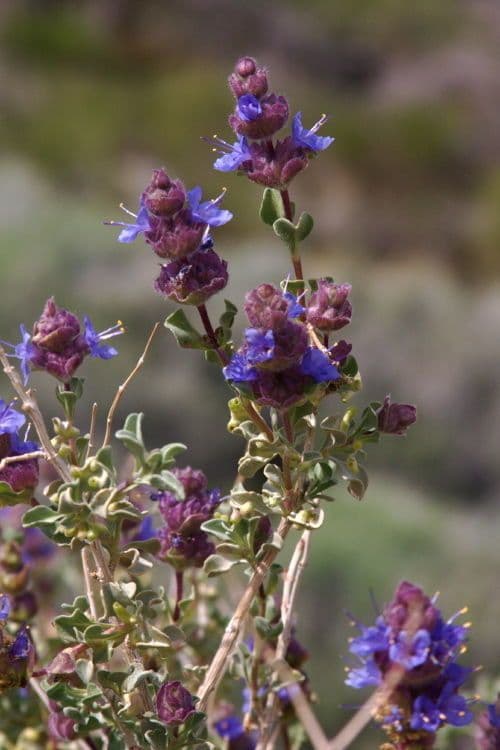 Salvia dorrii 8