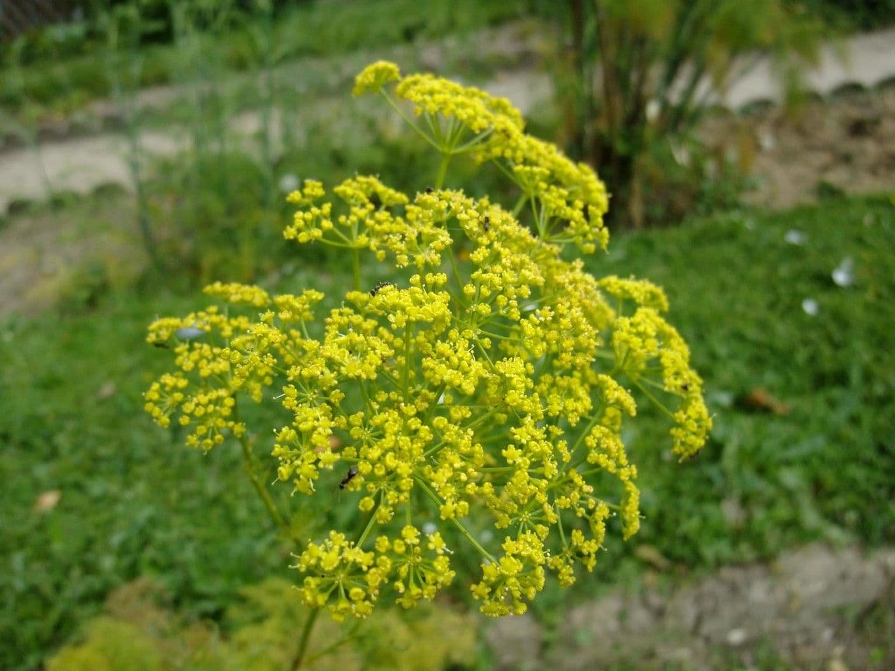 Rosskümmel 6