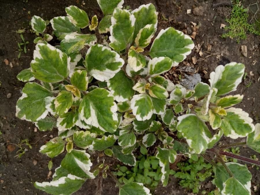 Plectranthus 25
