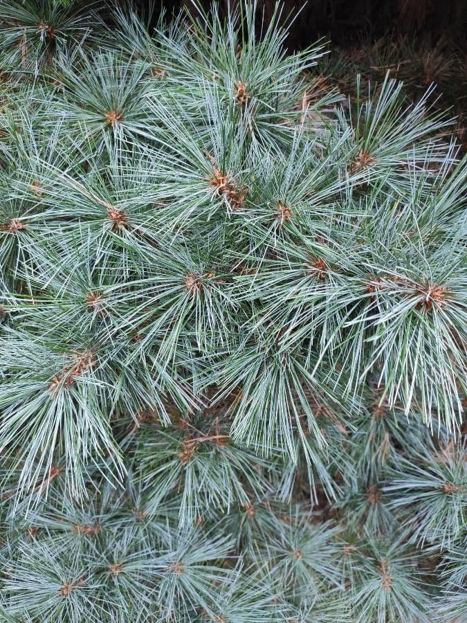 Pino parviflora 16