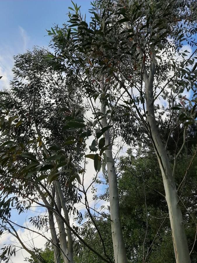 Schnee-Eukalyptus 9