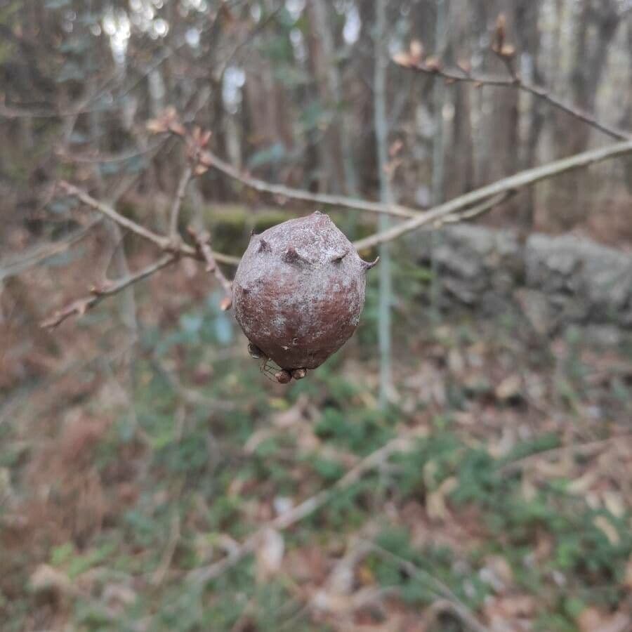Quercia lusitanica 7