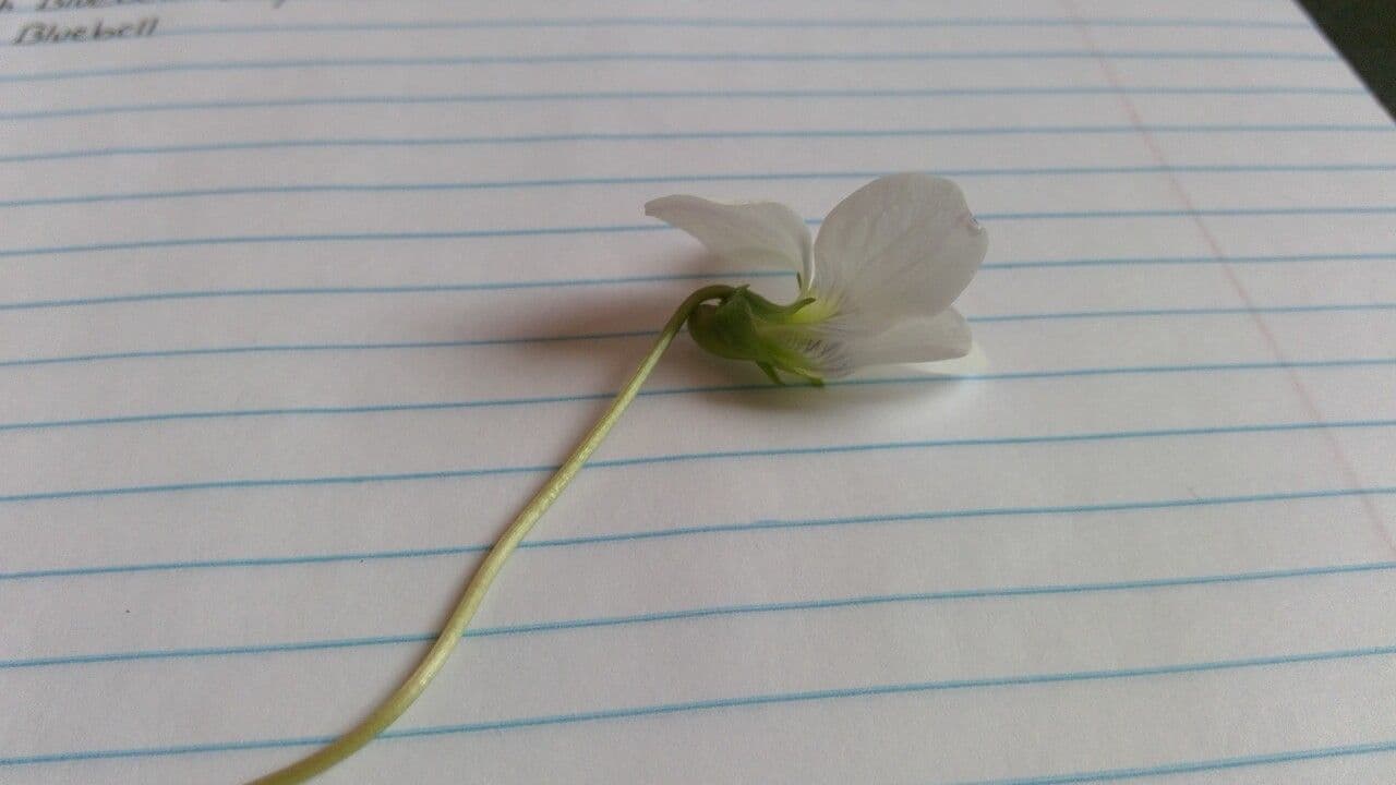 Viola pallida 4