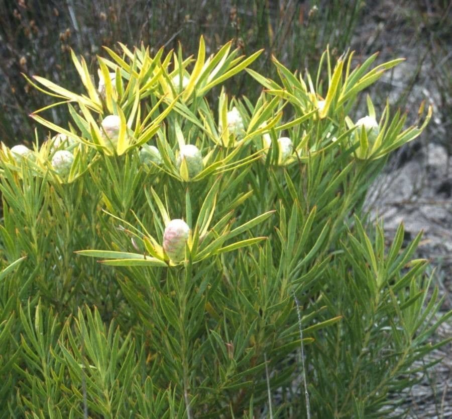 Leucadendron alloro
