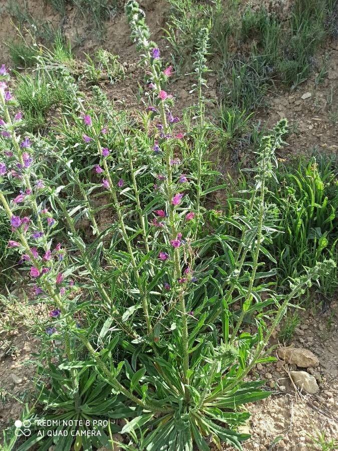 Echium cretico 9