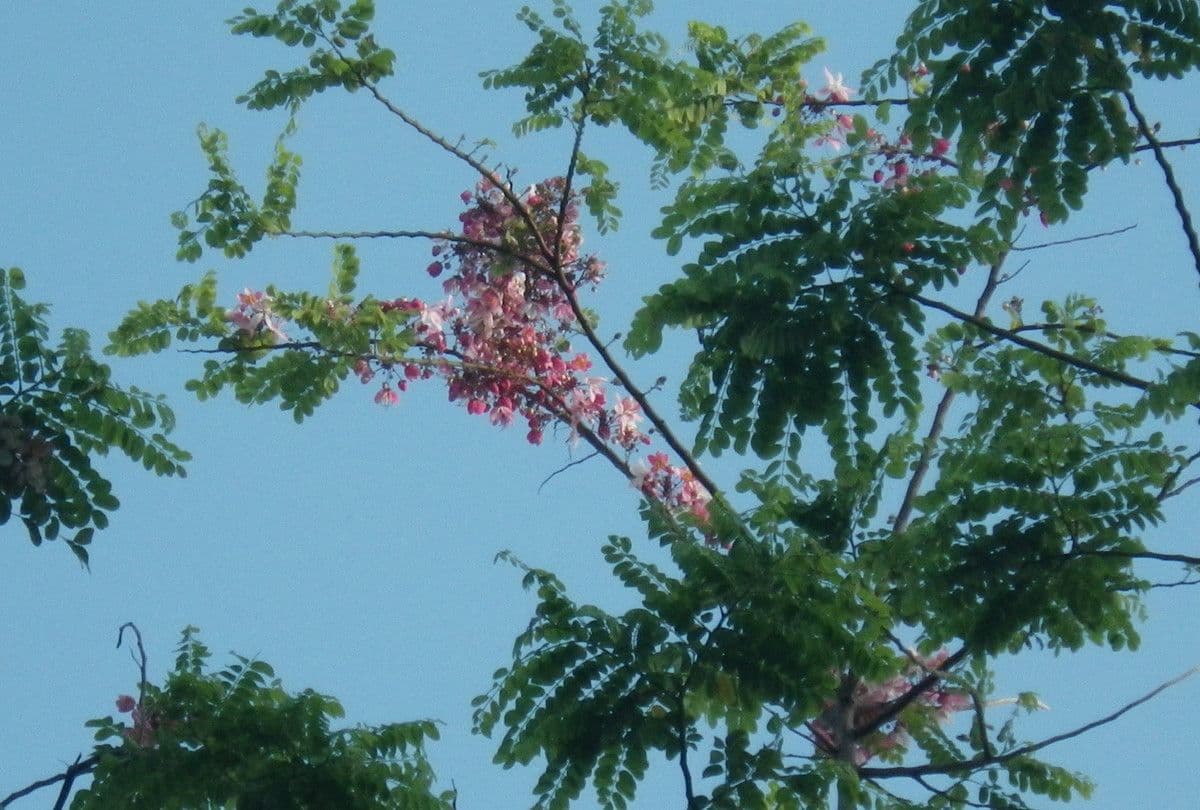 Cassia de Java 29