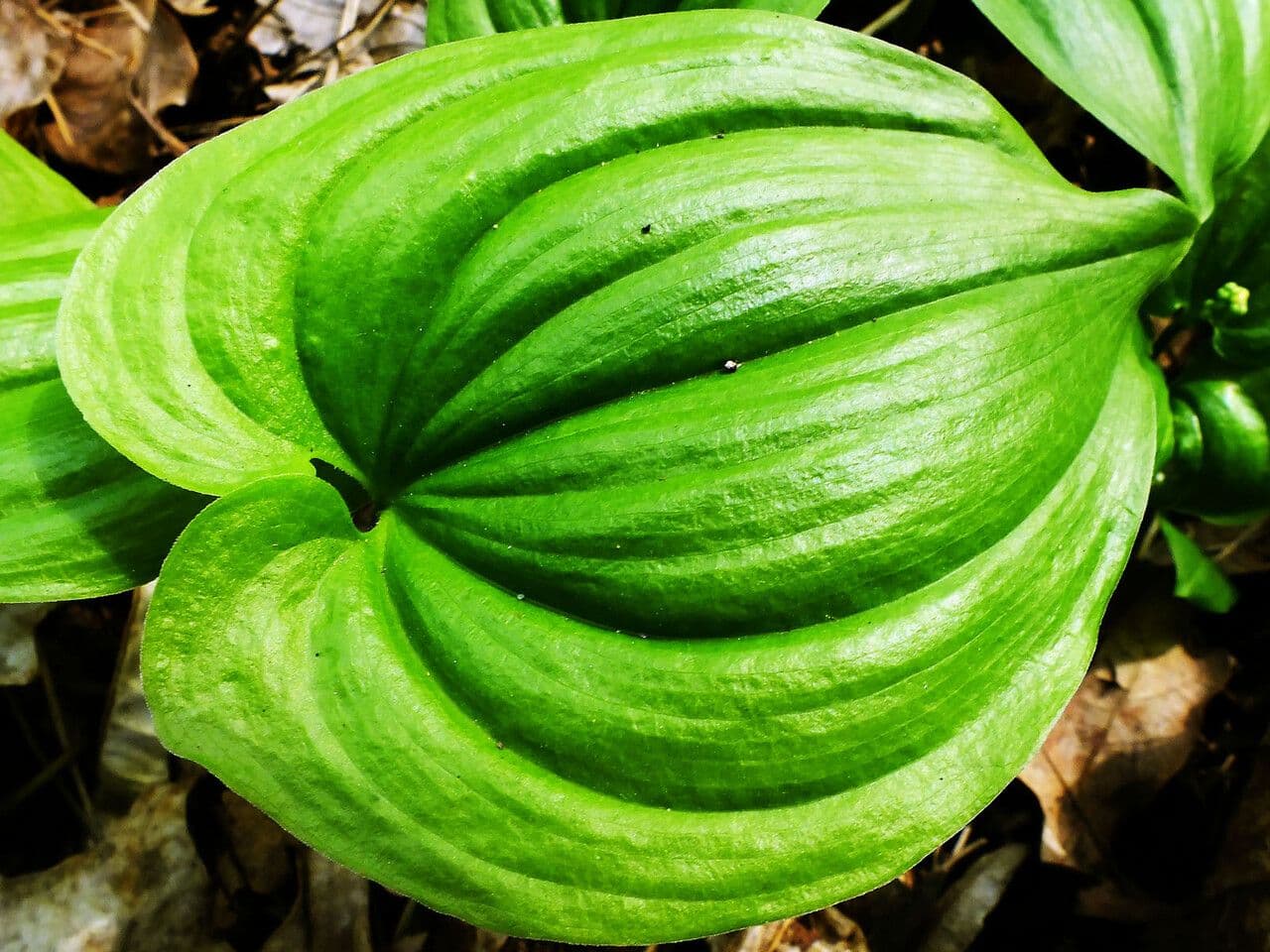 Maianthemum dilatatum 5