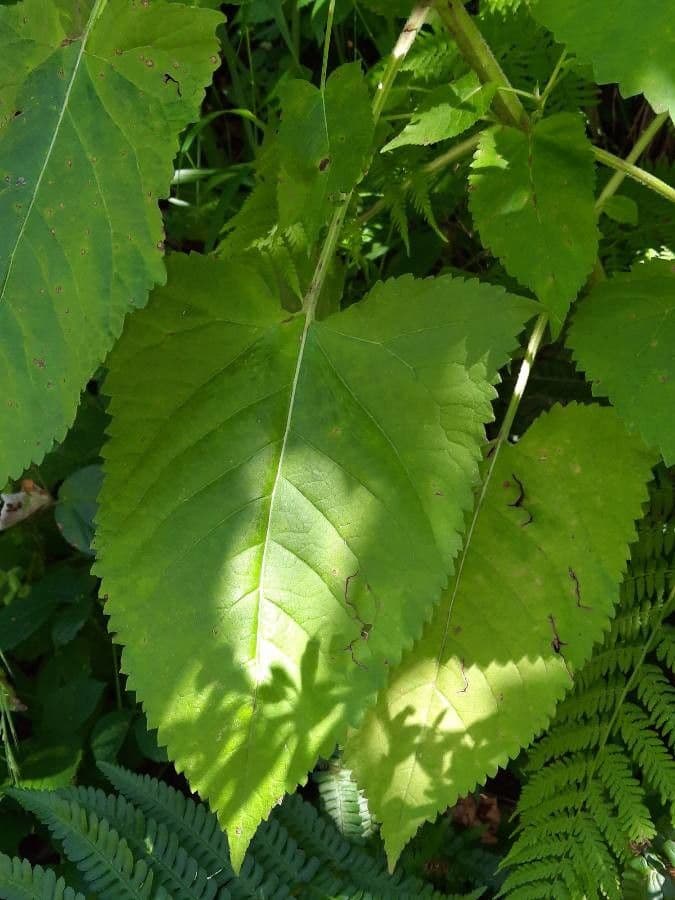 Salvia vischiosa 18