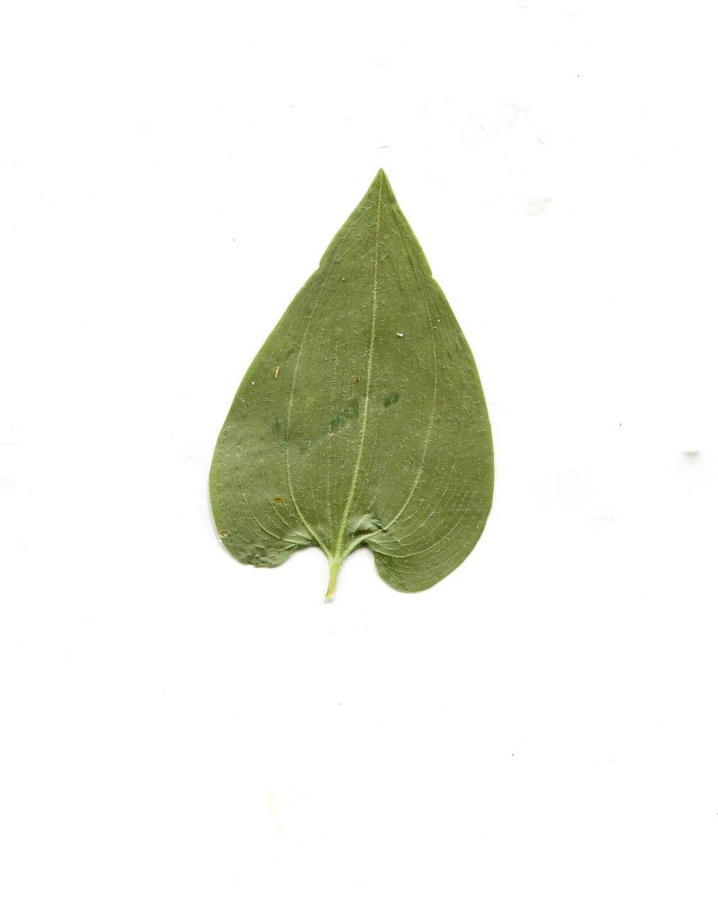 Mayantemo 26