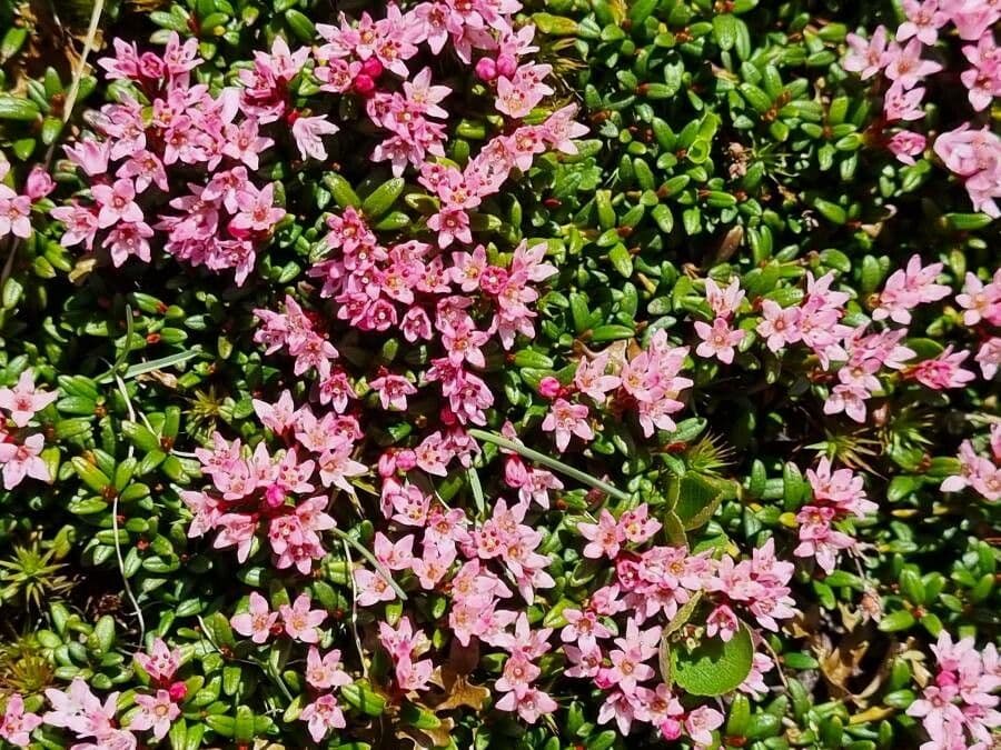 Azalea rastrera 3