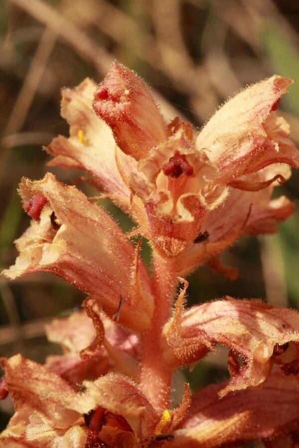 Orobanche alba 16
