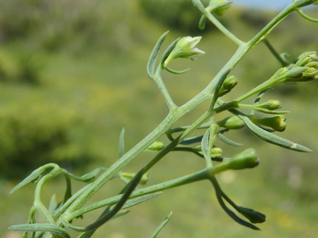 Bastard toadflax 18