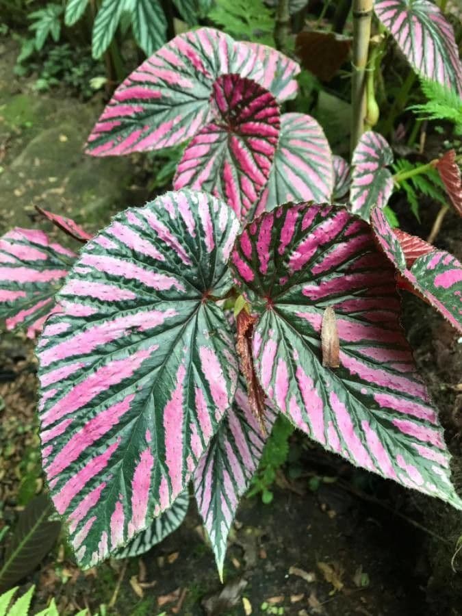 Begonia brevirimosa 14