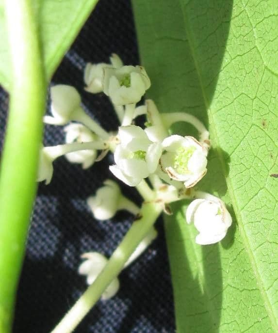 Nectandra
