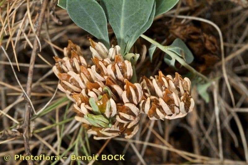 Telephium imperati 4